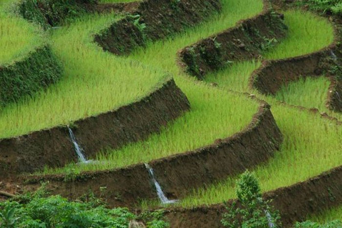 Ruộng lúa bậc thang ở Việt Nam.